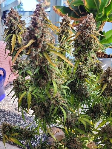 Growreport Bild 4