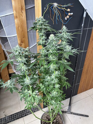 Growreport Bild 24