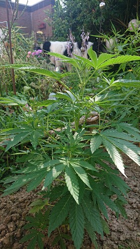 Growreport Bild 88