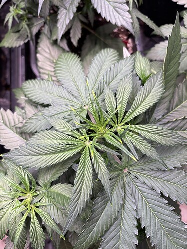 Growreport Bild 5