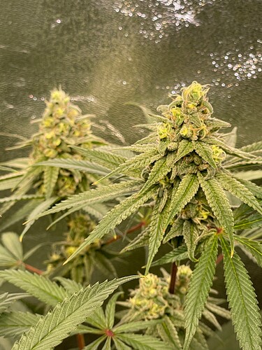 Growreport Bild 61