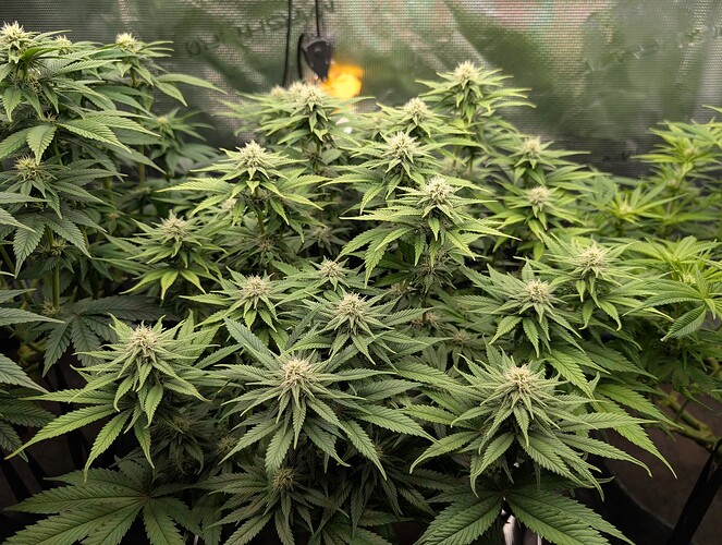Growreport Bild 3