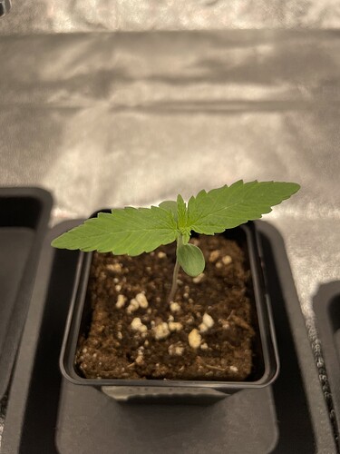 Growreport Bild 17