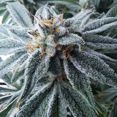 Growreport Bild 9