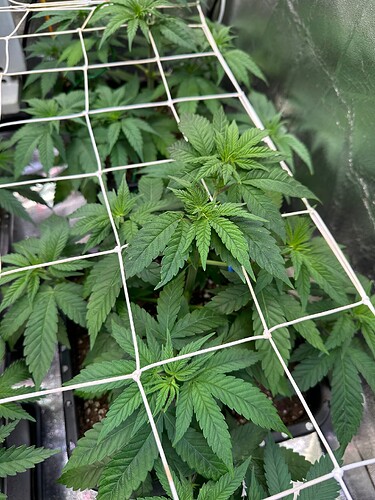 Growreport Bild 12
