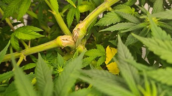 Growreport Bild 151
