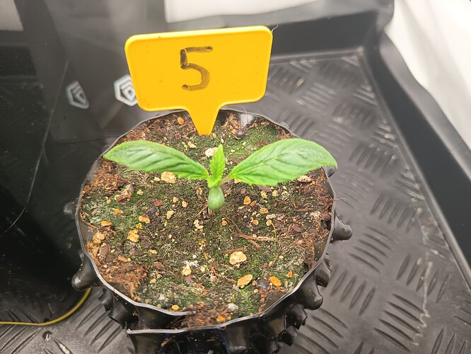 Growreport Bild 3