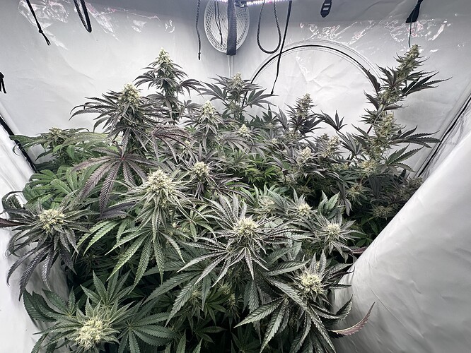 Growreport Bild 7