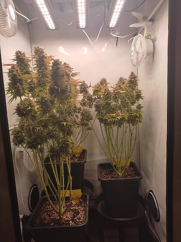 Growreport Bild 33