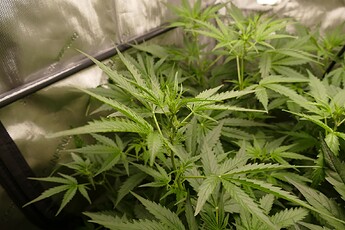 Growreport Bild 5