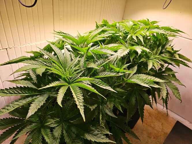 Growreport Bild 1