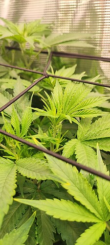 Growreport Bild 3