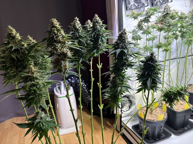 Growreport Bild 70