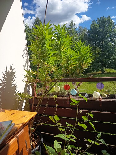 Growreport Bild 1