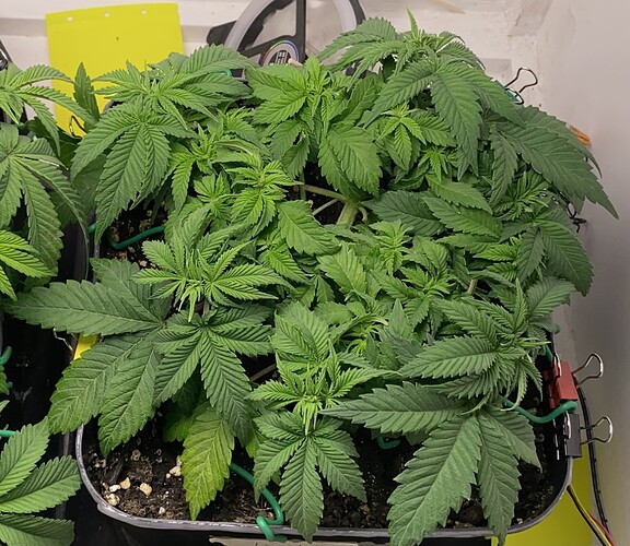 Growreport Bild 38