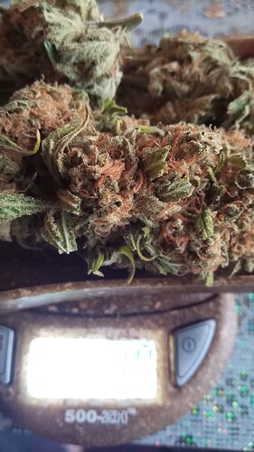 Growreport Bild 43