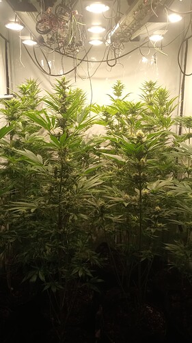 Growreport Bild 33