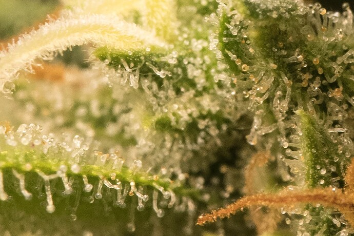 Growreport Bild 2
