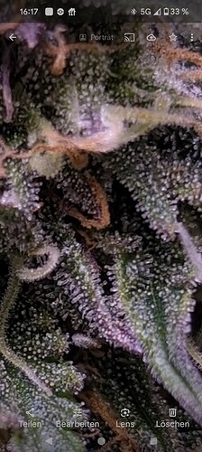 Trichome 1