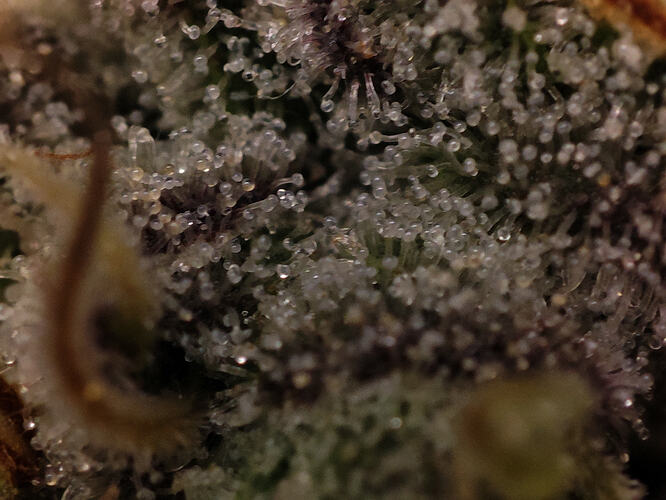 Growreport Bild 48