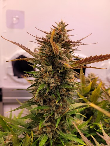 Growreport Bild 7