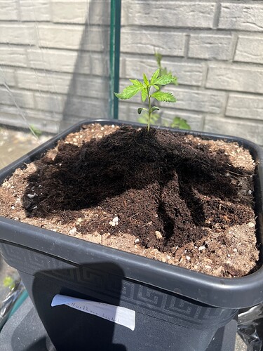 Growreport Bild 3