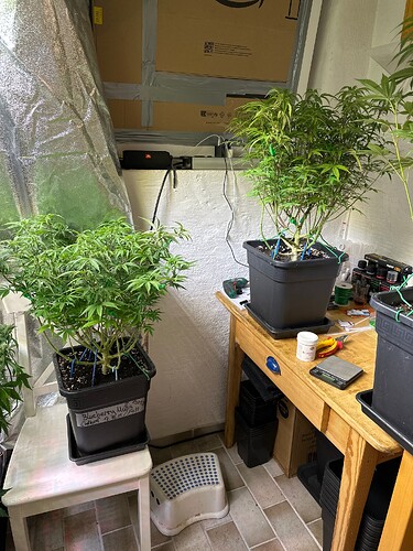Growreport Bild 41
