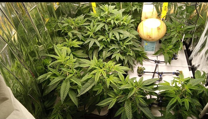 Screenshot_20250330_155013