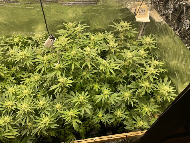 Mehrere Cannabispflanzen in der Blütephase, dicht beieinander stehend, mit sichtbaren Trichomen und beginnenden Blütenkelchen. Ein Thermometer zeigt 24.9 Grad an, und Lüfter sind im Hintergrund zu sehen.