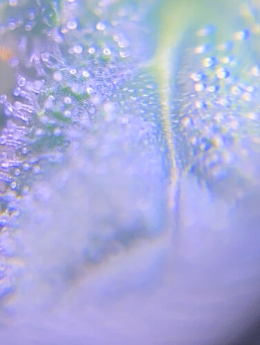 Growreport Bild 6