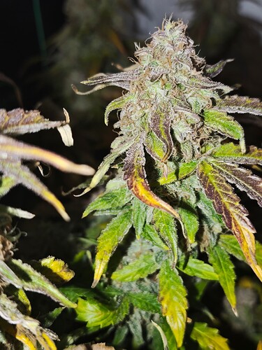 MVIMG_20251128_150243