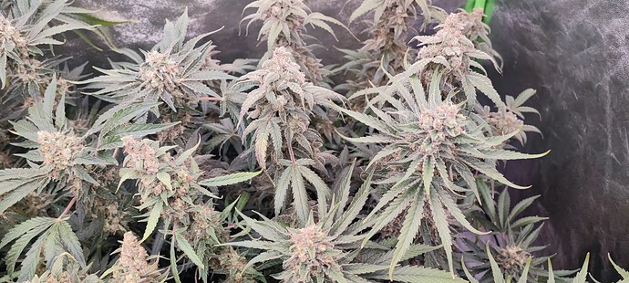 Growreport Bild 31