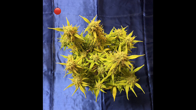 Growreport Bild 11