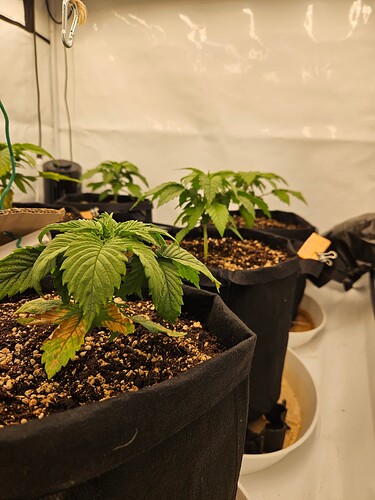 Growreport Bild 26