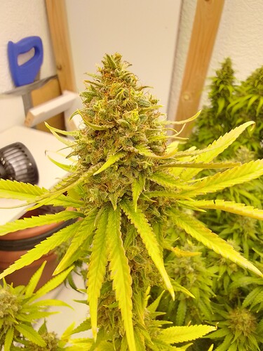 Growreport Bild 3