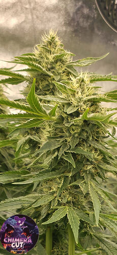 Growreport Bild 1