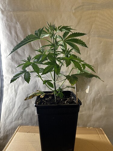 Growreport Bild 14