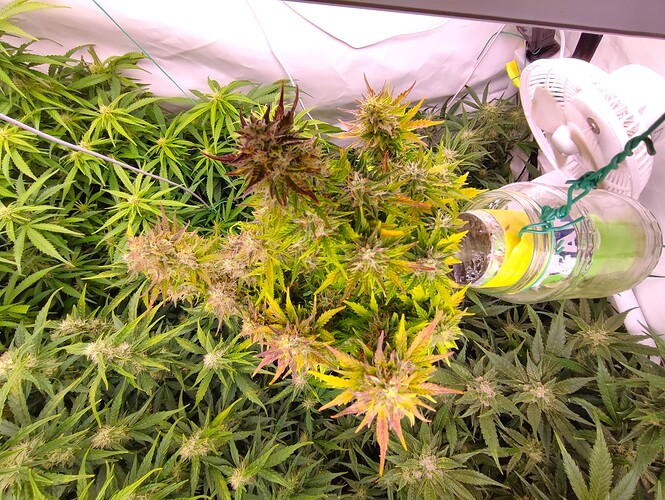 Growreport Bild 36