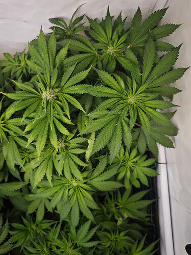 Growreport Bild 12