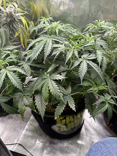 Growreport Bild 1