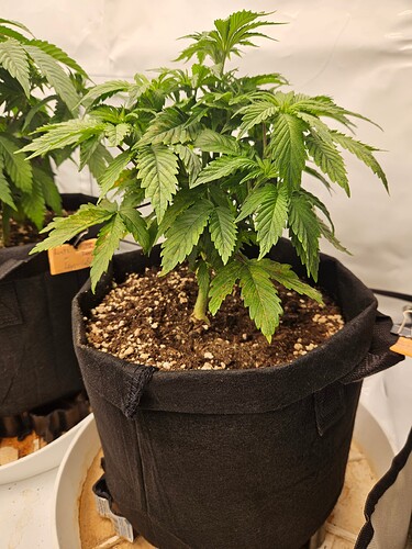 Growreport Bild 34