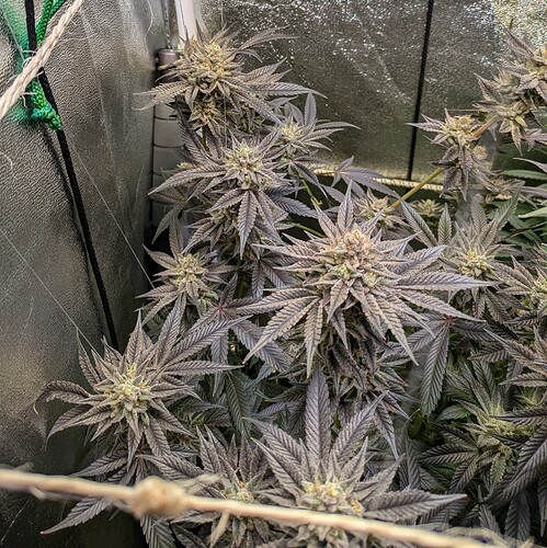 Growreport Bild 3