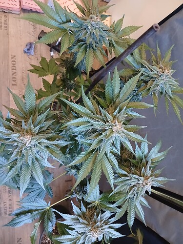 Growreport Bild 17