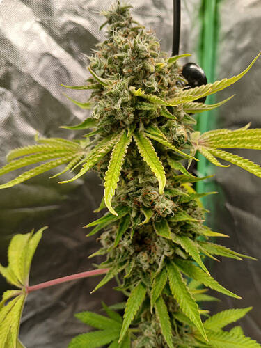 Growreport Bild 9
