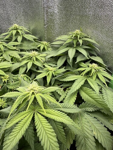 Growreport Bild 25
