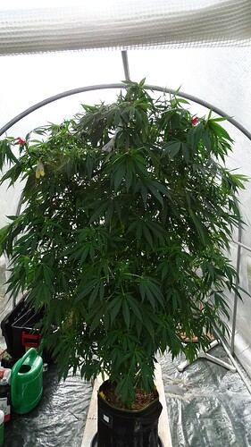 Growreport Bild 2