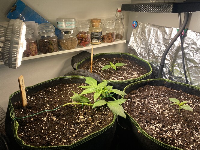Growreport Bild 3