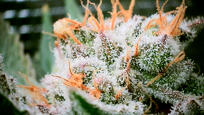 Nahaufnahme eines Cannabis-Buds mit vielen Trichomen und orangefarbenen Stempeln.
