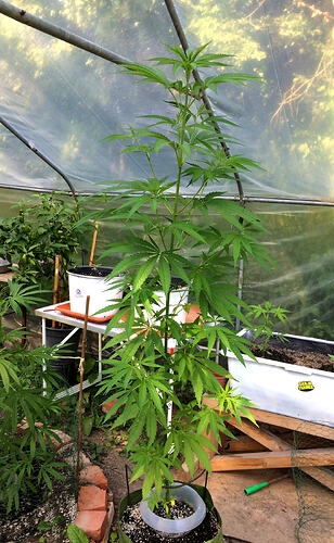 Grow26_0723_06