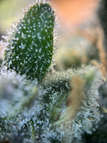 Growreport Bild 37